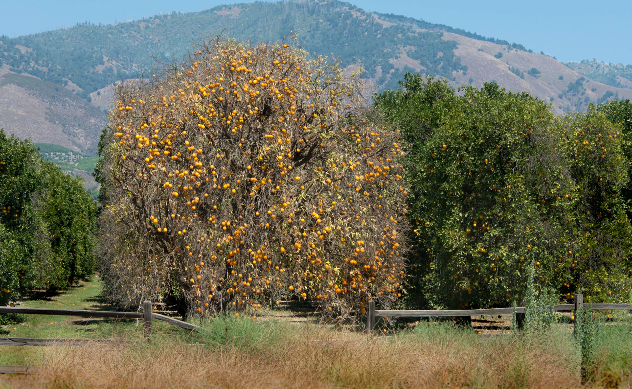 Orange Tree, Pauma Valley, California © Robert Welkie 2018