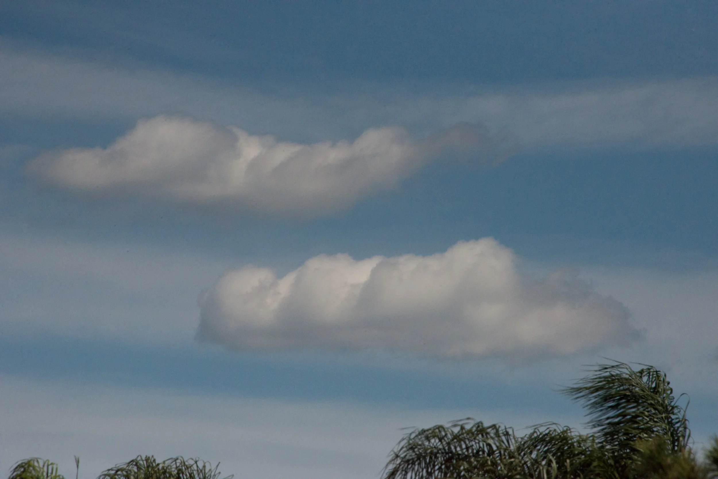 Clouds and and Palm Trees, Pasadena, California © Robert Welkie 2016