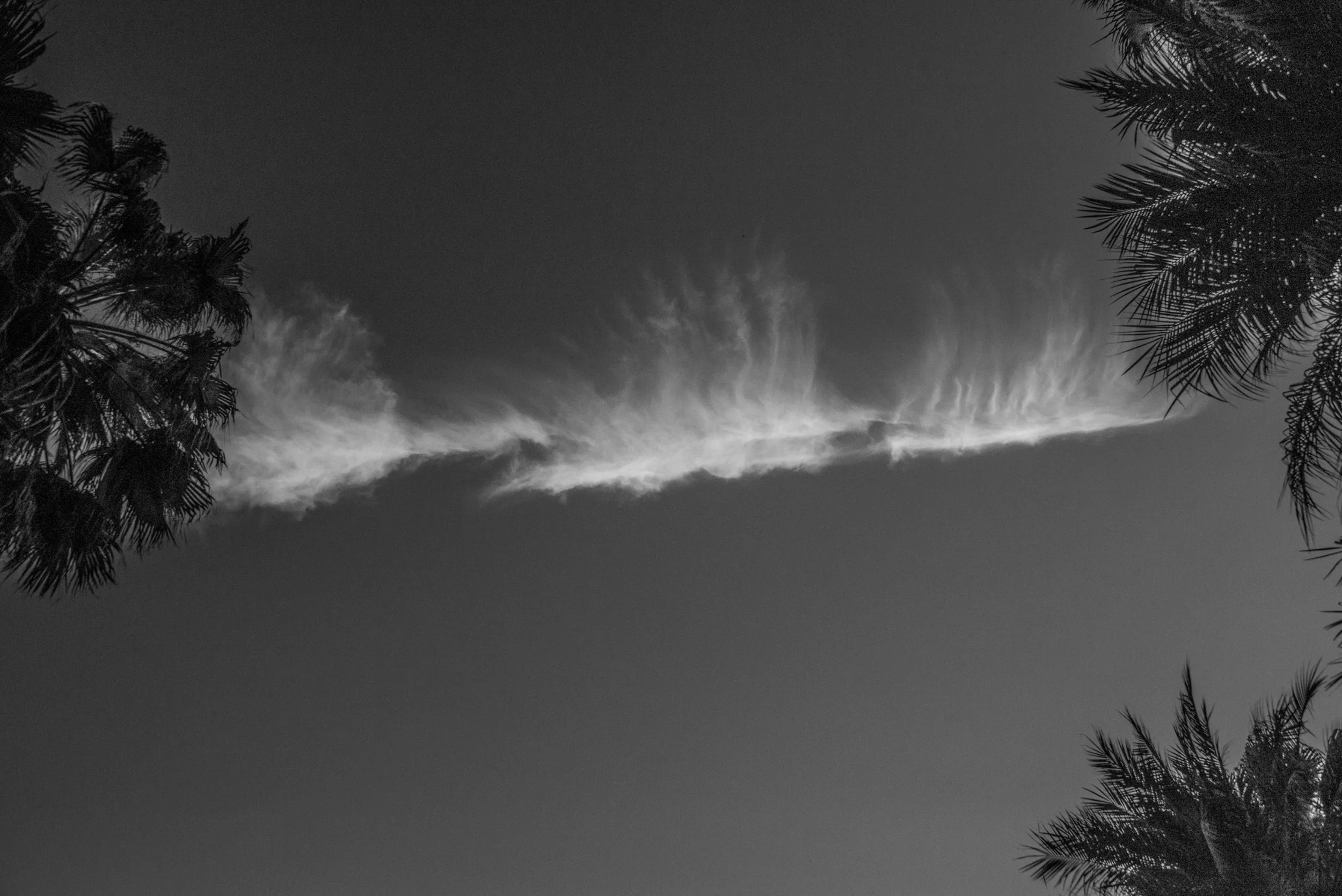Clouds and Palm Trees, Huntington Library, San Marino, California © Robert Welkie 2018