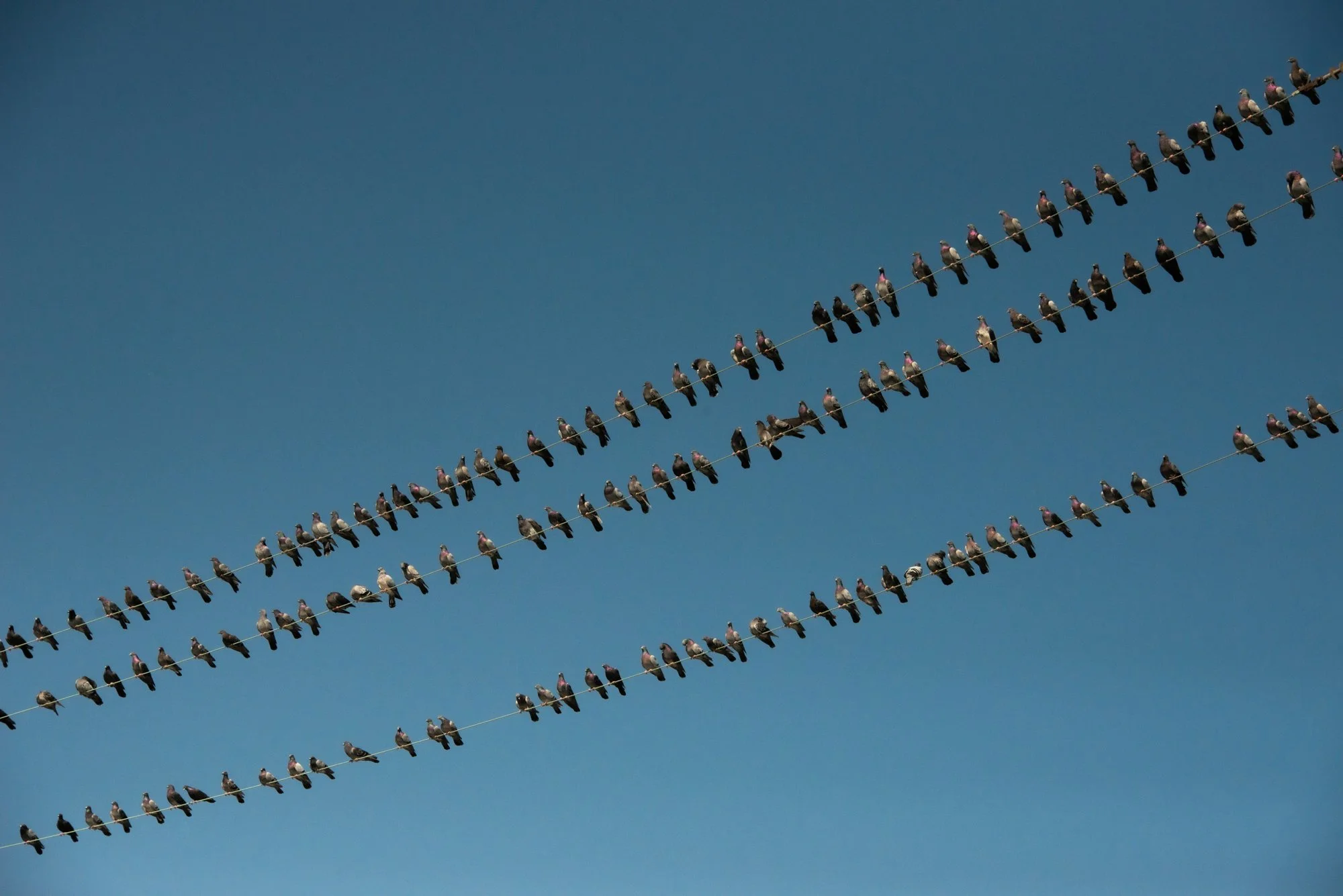 Flock-29.jpg