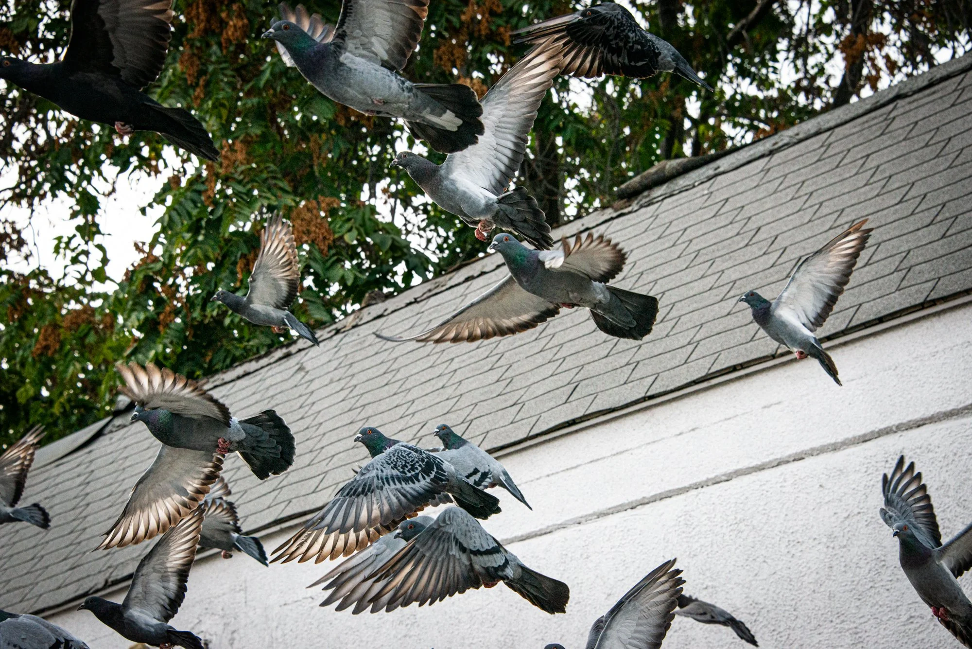 Flock-90.jpg