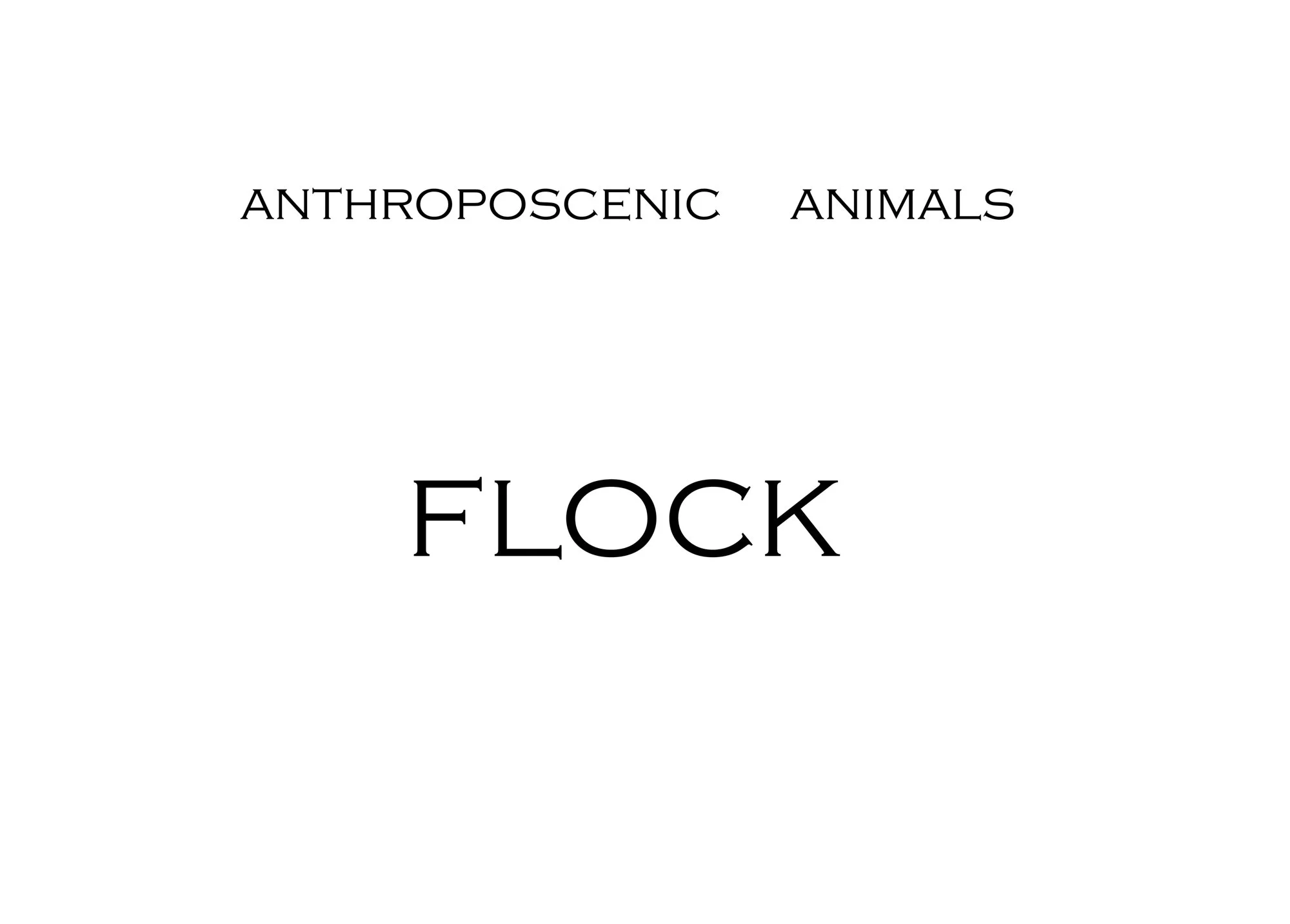 Flock-25.jpg