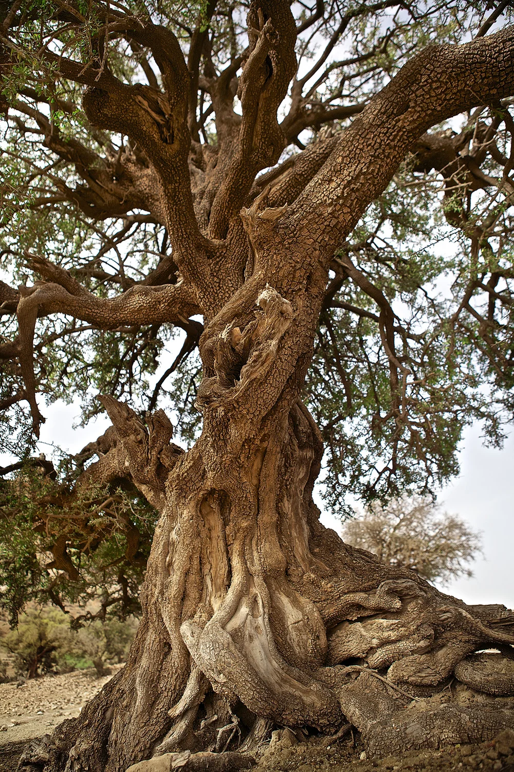 Ancient Argan Tree.jpg