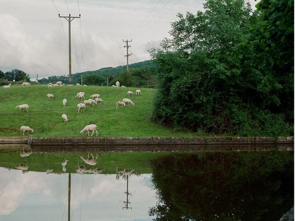 Sheep.jpg