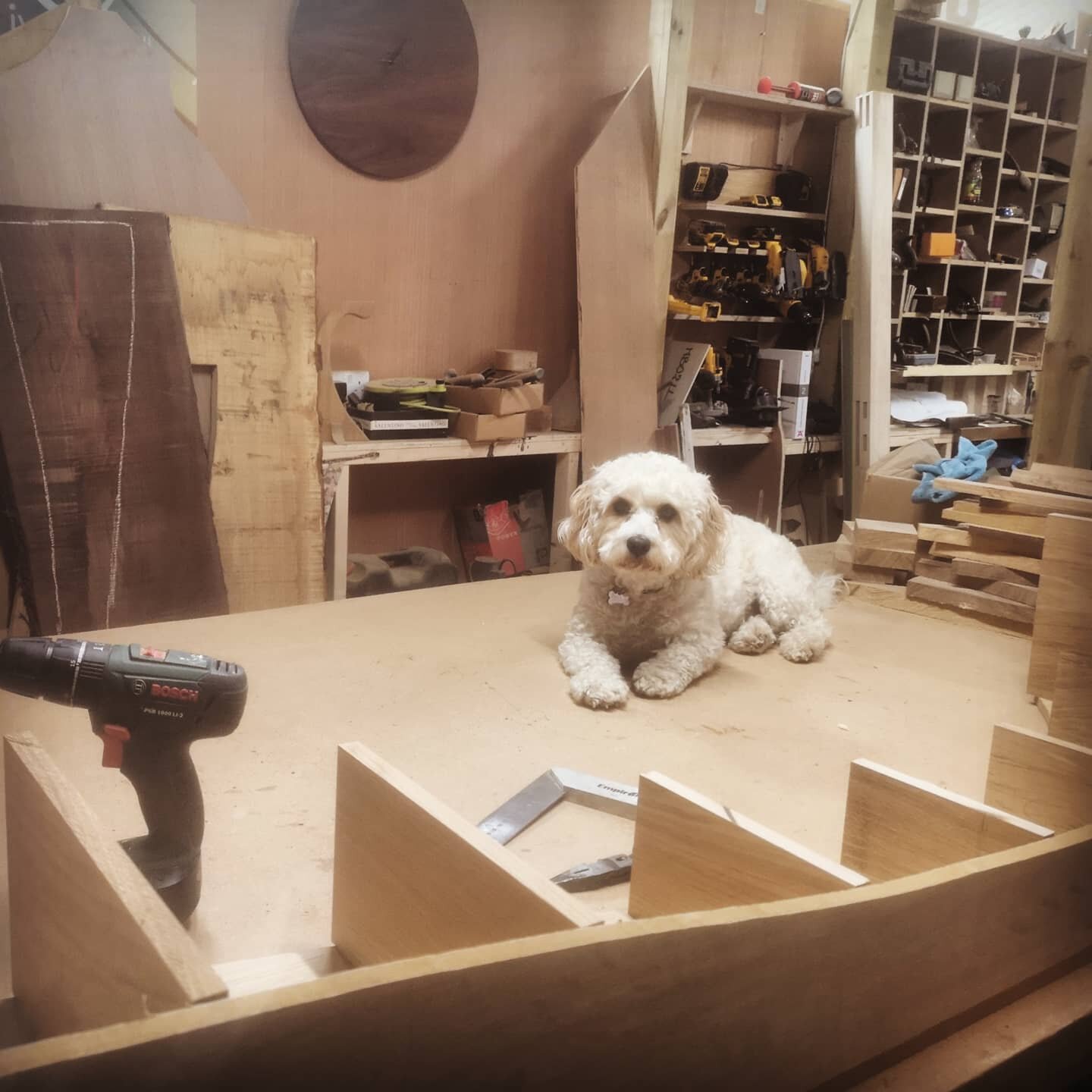Back in the workshop after a bit of time off. Lola wants to sit watching me on the work bench rather than be in her nice bed 🙄🐶 Getting back into it 🪚
#workshopdog #notsohelpfuldog #designermaker #furnituredesign
.
.
.
.
.
. 
#dogatwork #dogsofins