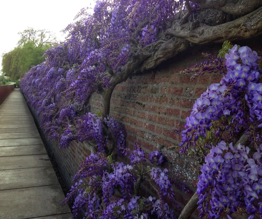 Wisteria on the outer walls of CWGC Lijssenthoek Military Cemetery