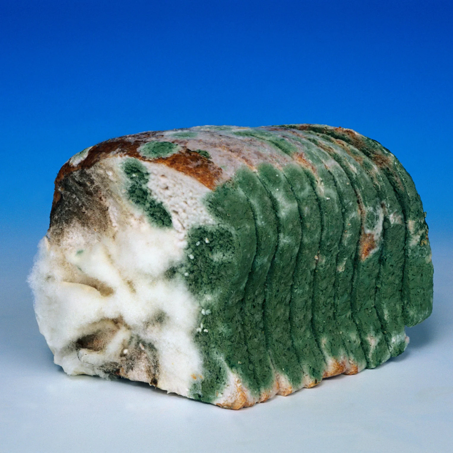 Bread.jpg
