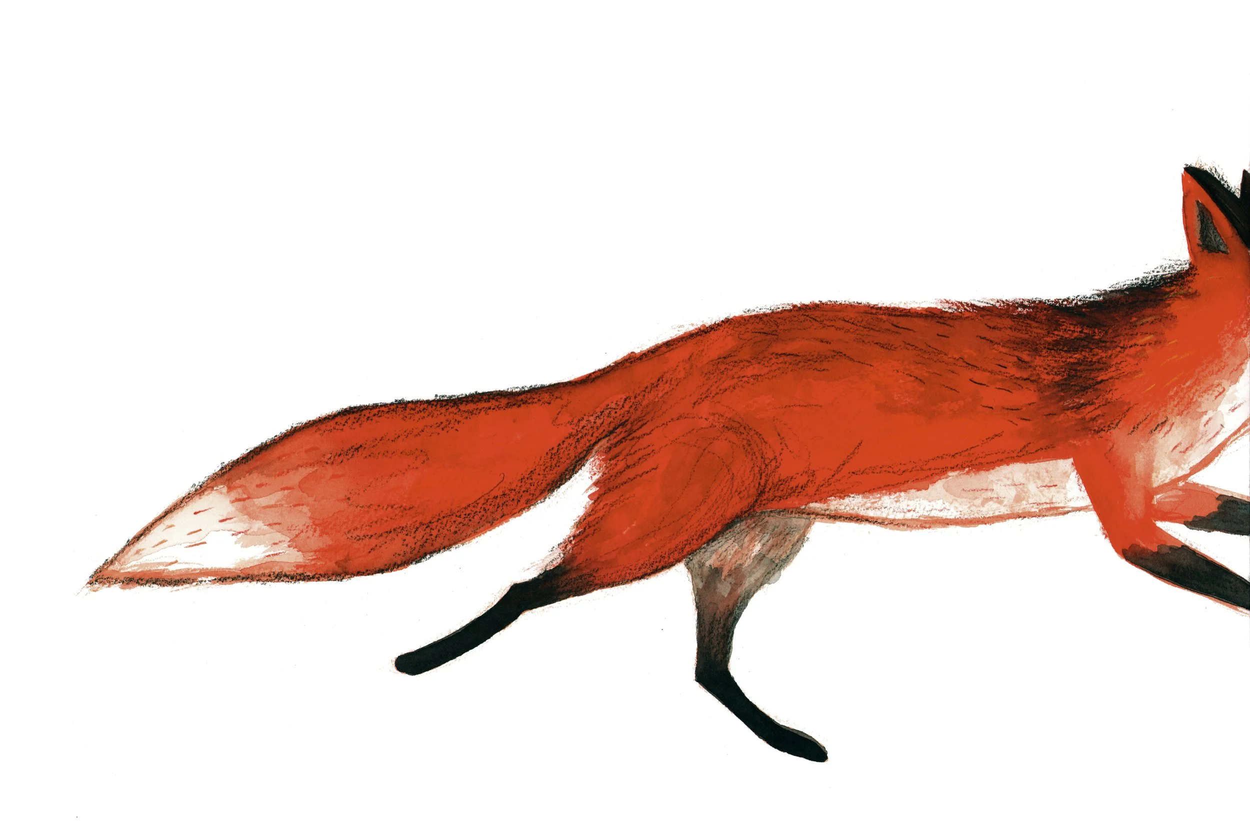fox copia.jpg