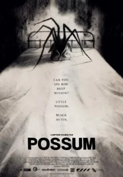 Possum.jpg