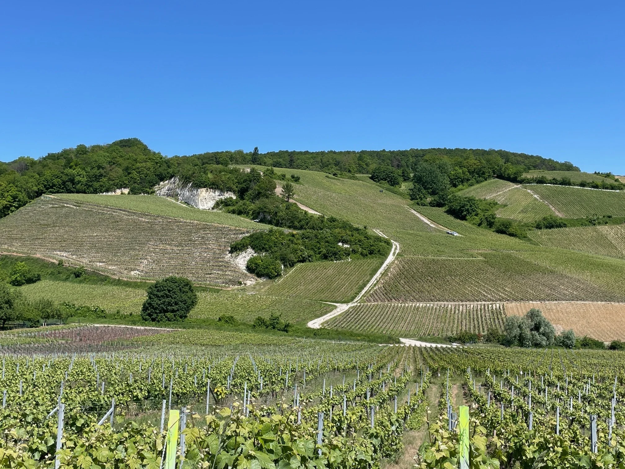 Wines of Place origin Champagne vineyards in France by Anja Lewis Canny Grapes Wine Education Perth
