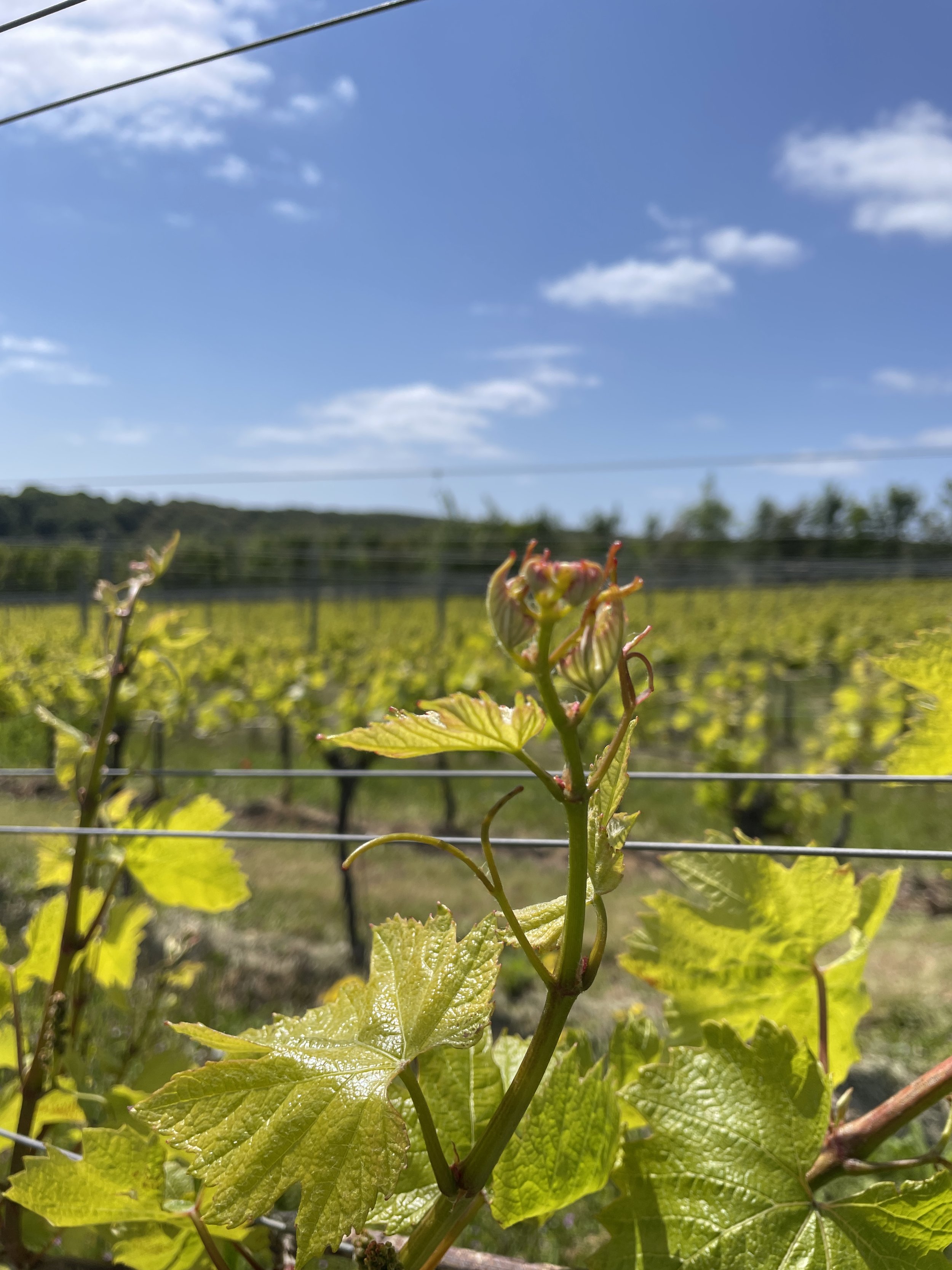 Sussex Sparkling vineyard at Rathfinny Wine Estate UK