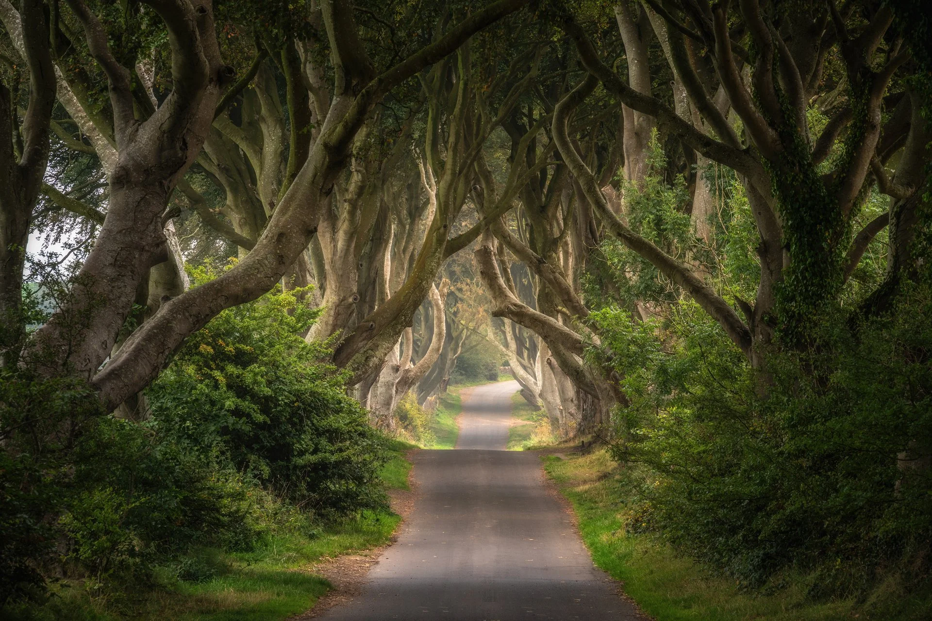  Dark Hedges, Northern Ireland 