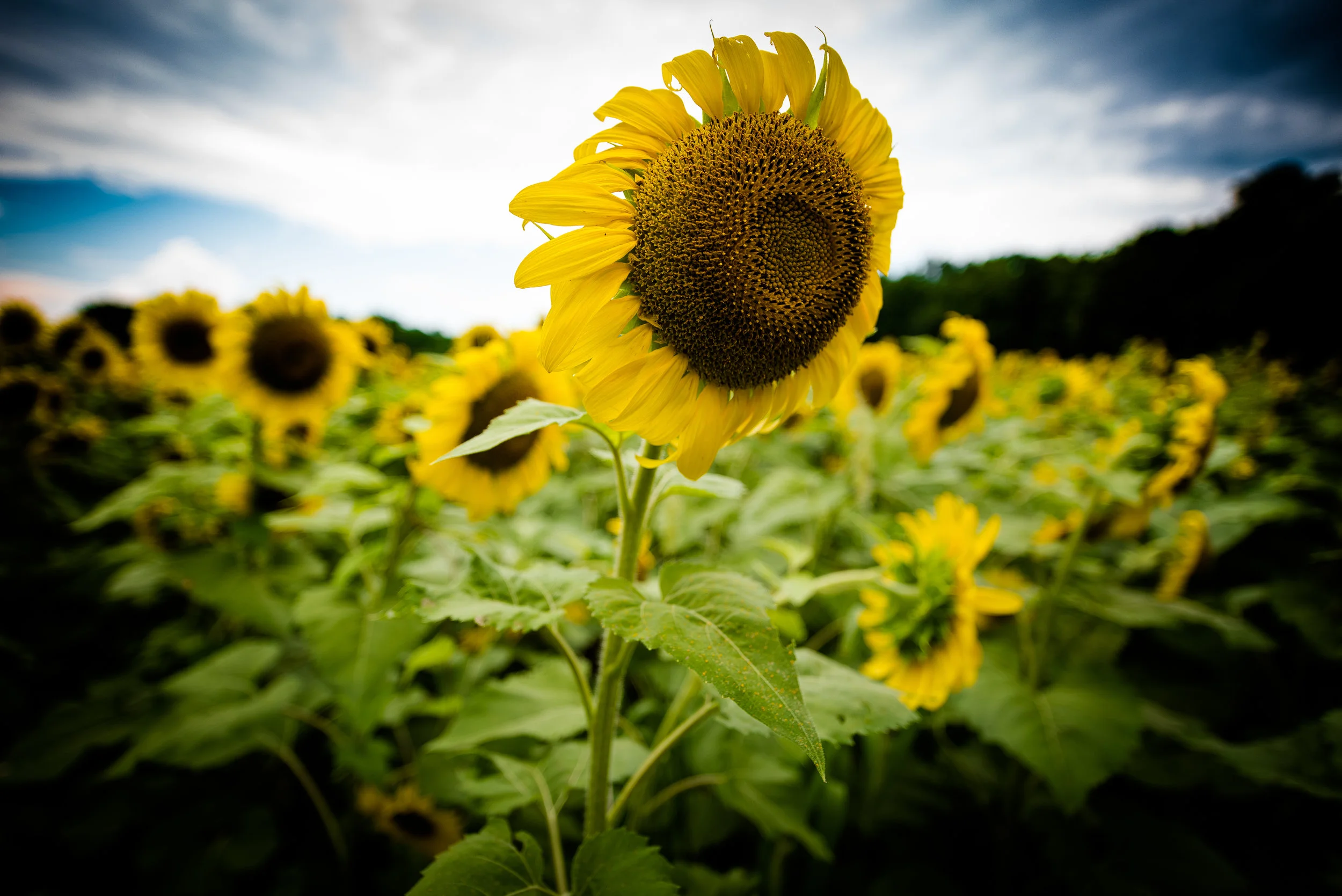 Sentinel Sunflower
