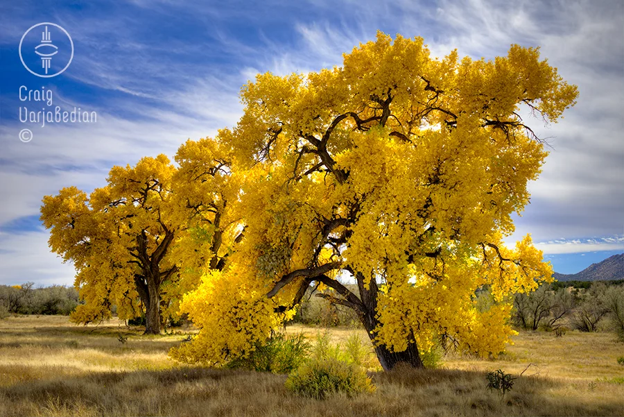 Cottonwood No. 6 Victor's Tree — Craig Varjabedian Photography