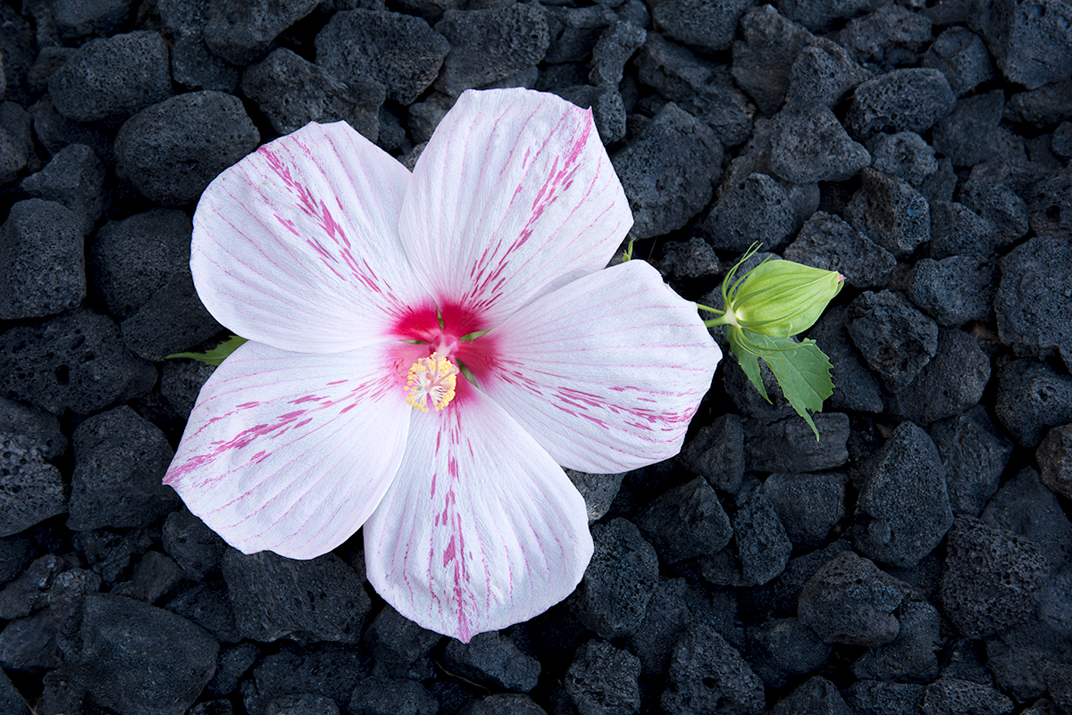 Hibiscus Bloosom