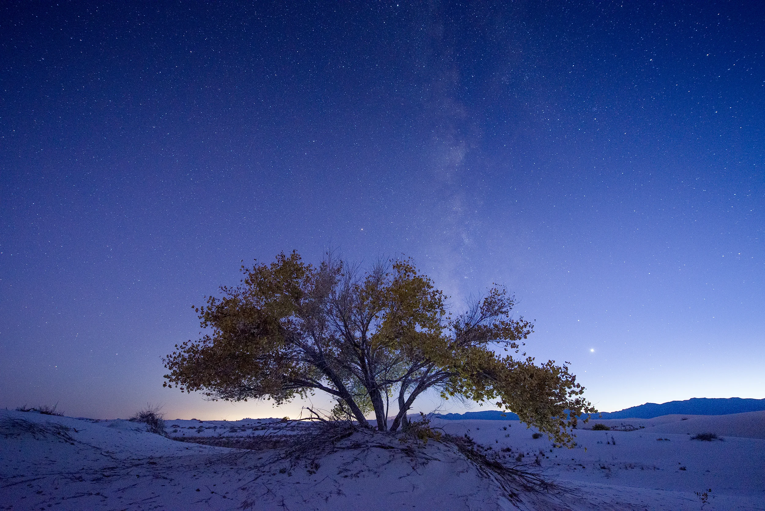 Cottonwood Tree and Milky Way, Blue Hour, Autumn, White Sands National Monument , New Mexico