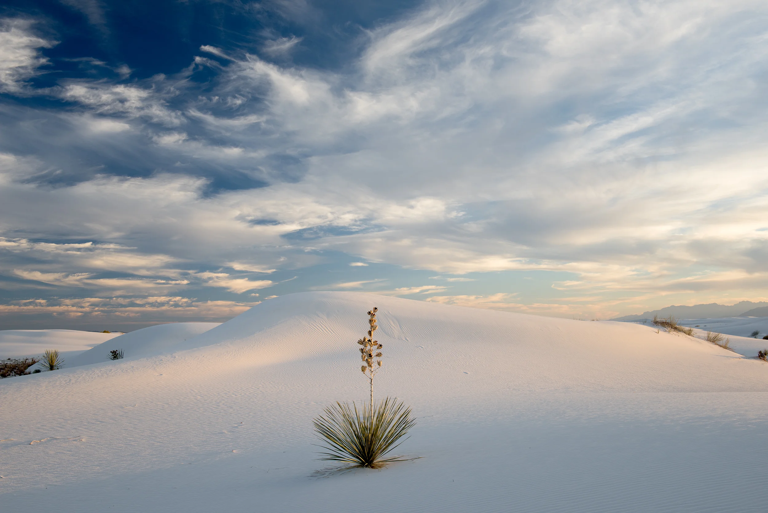 Single Yucca at Sunset, Autumn, White Sands National Monument , New Mexico