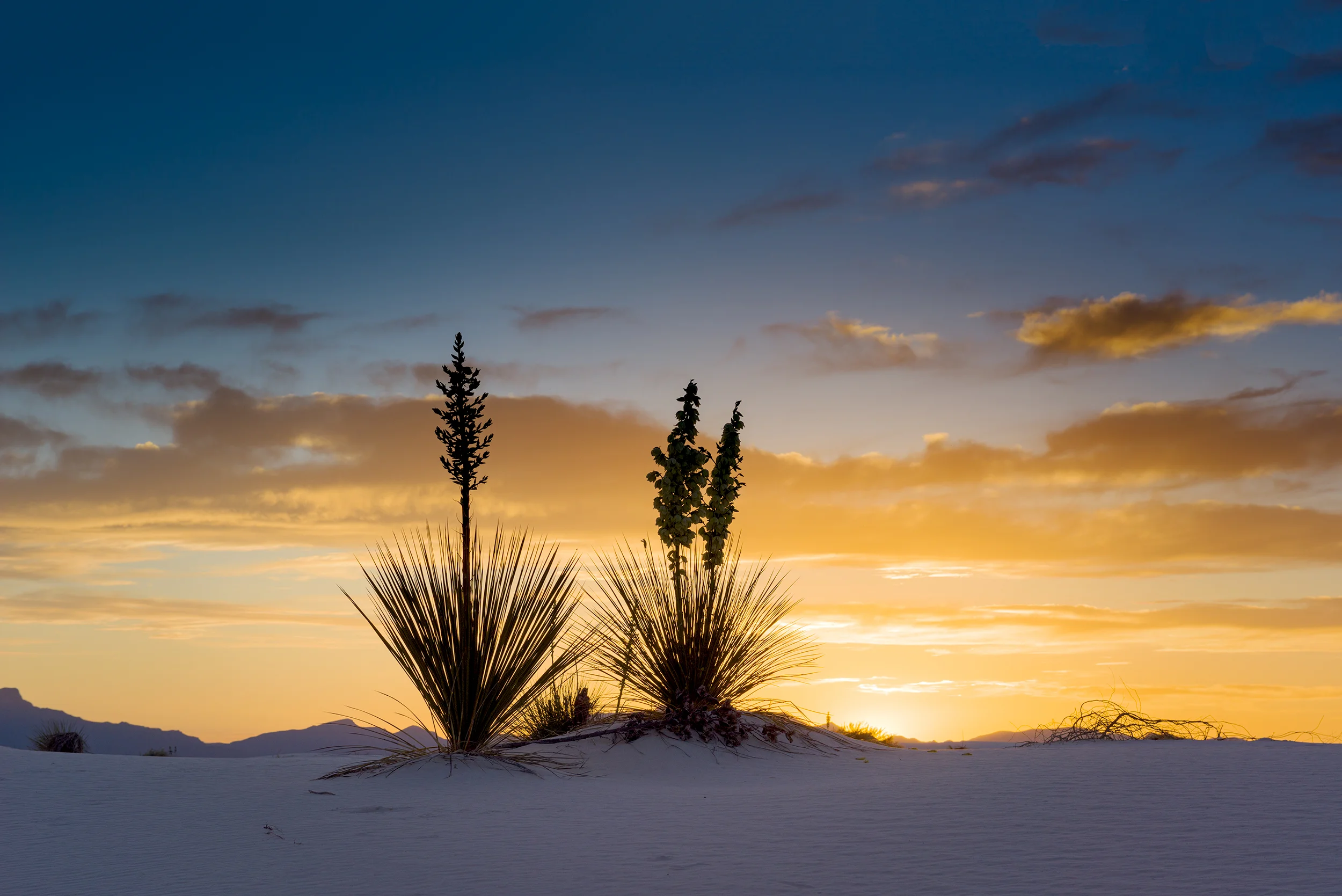 Yuccas at Sunset, Autumn, White Sands National Monument , New Mexico