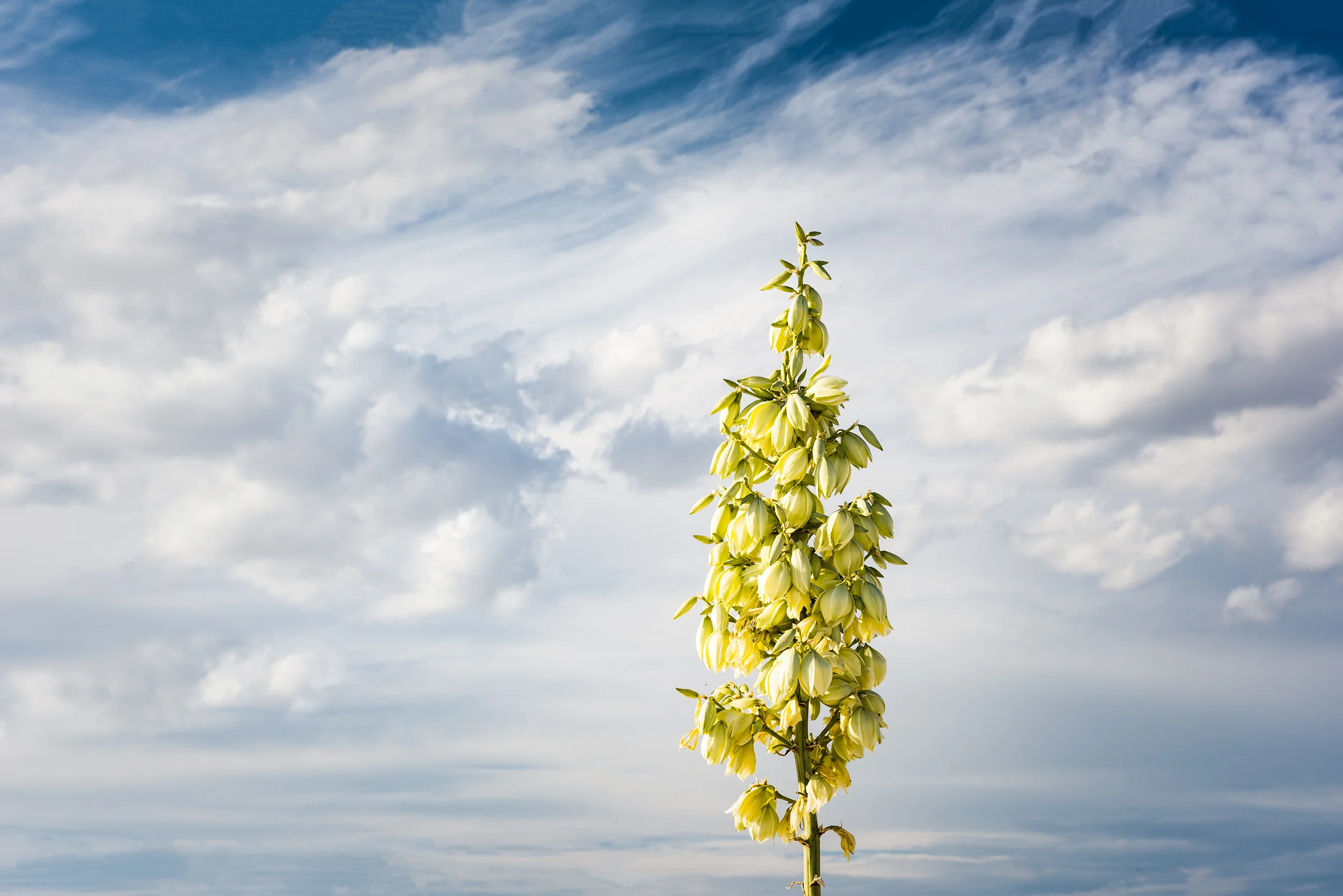 New Bloom Yucca and Sky, Spring, White Sands National Monument , New Mexico