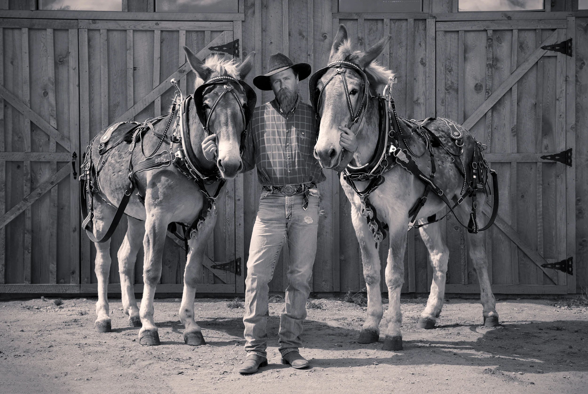 Cale with his Mules, Doc and Dick, Santa Fe, New Mexico, 2016