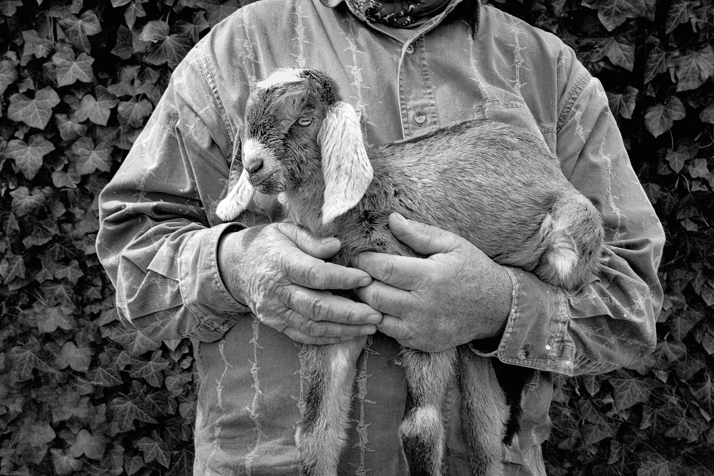 Newborn Goat, Picacho, New Mexico, 2010