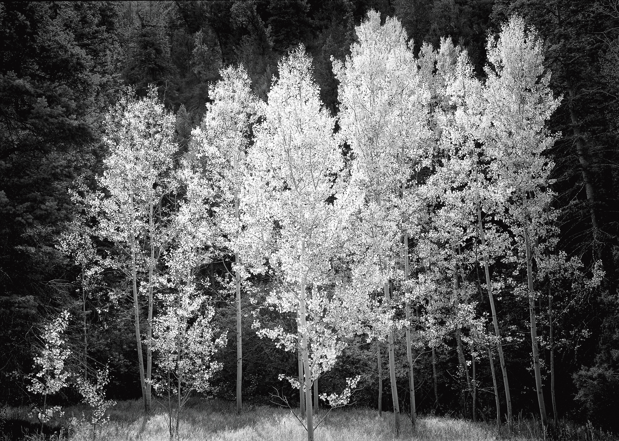 Aspens, Early Morning, Santa Fe National Forest, New Mexico, 2001