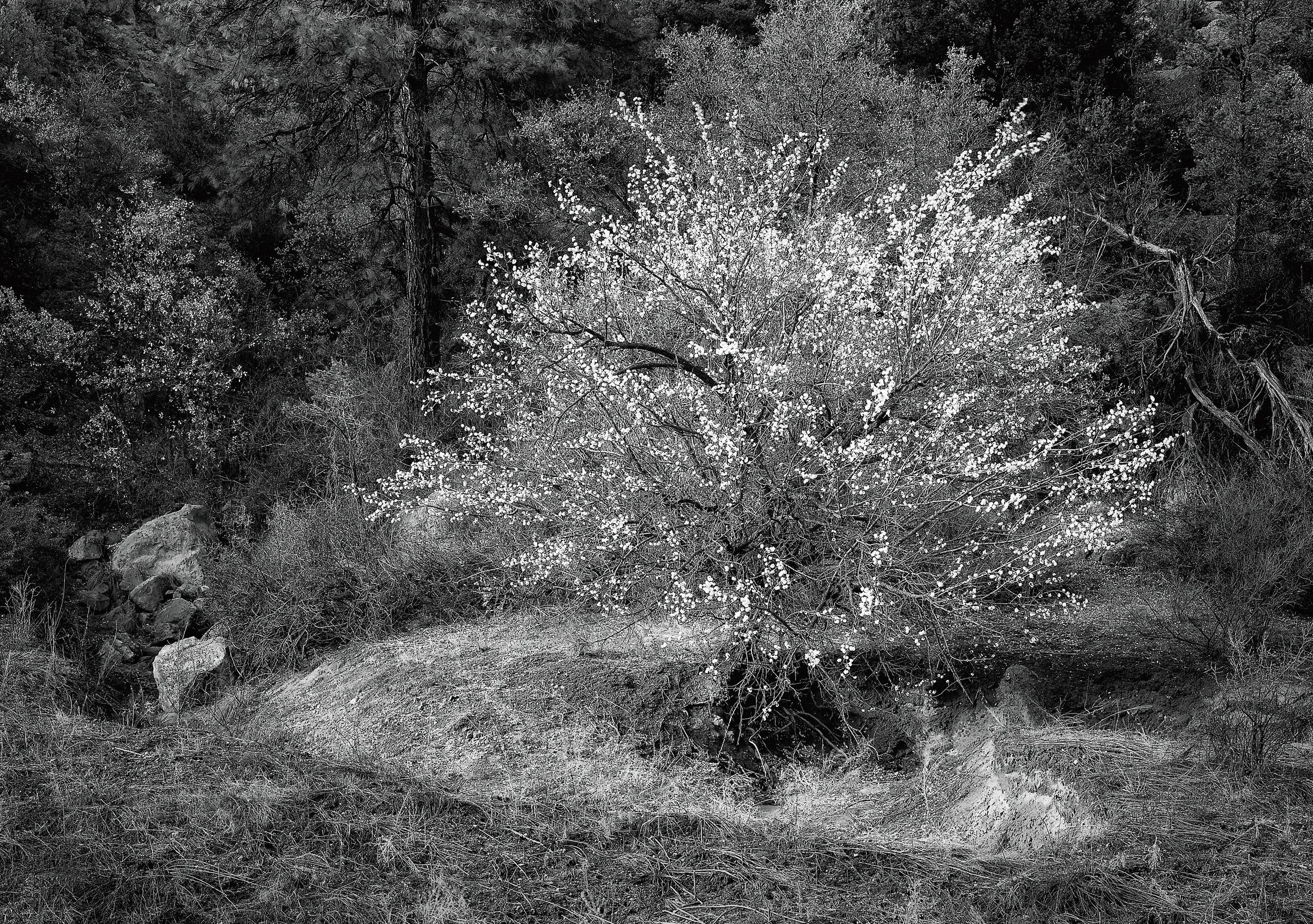 Apricot Tree under the Linear Accelerator, Los Alamos National Laboratory, New Mexico, 2004