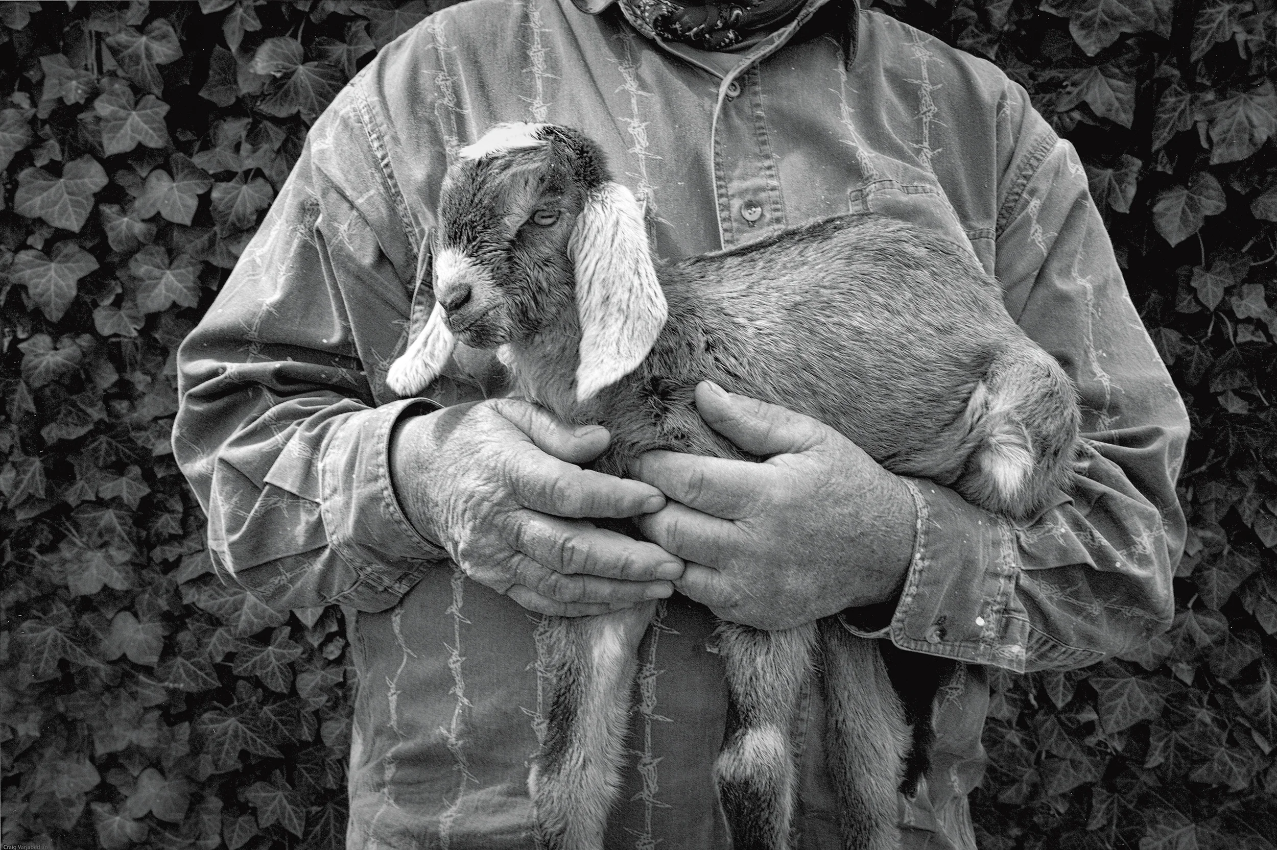 Newborn Goat, Picacho, New Mexico, 2010