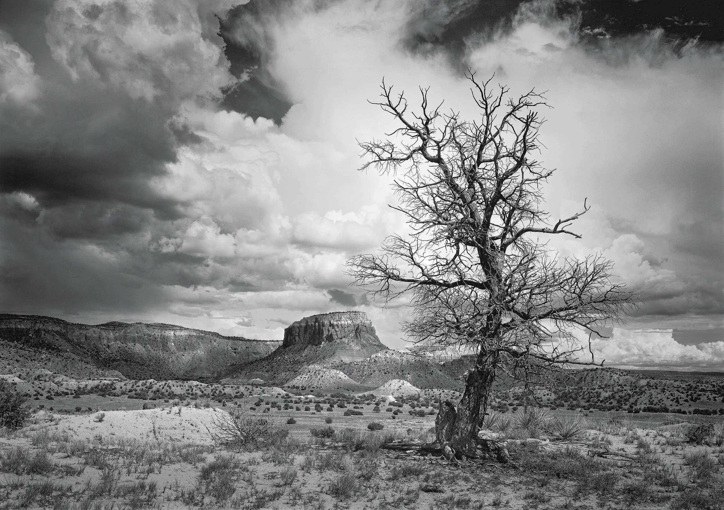 Black Tree and Orphan Mesa (Island Mesa), Ghost Ranch, New Mexico, 2005
