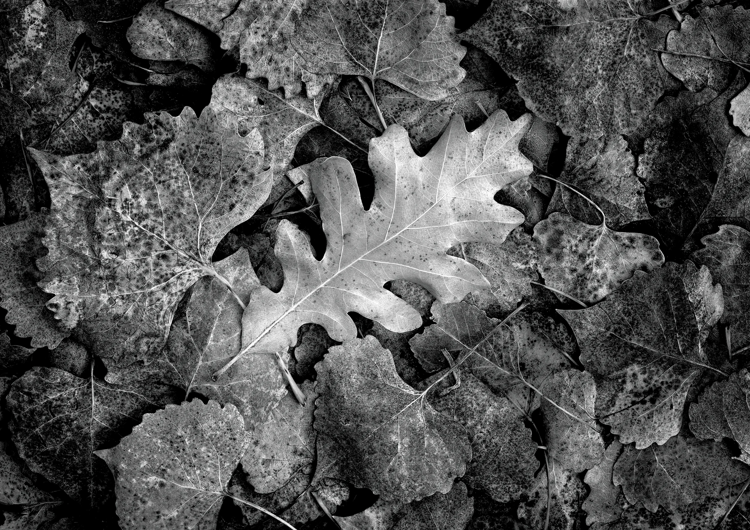 Oak Leaf and Cottonwoods, Ghost Ranch, New Mexico, 2001