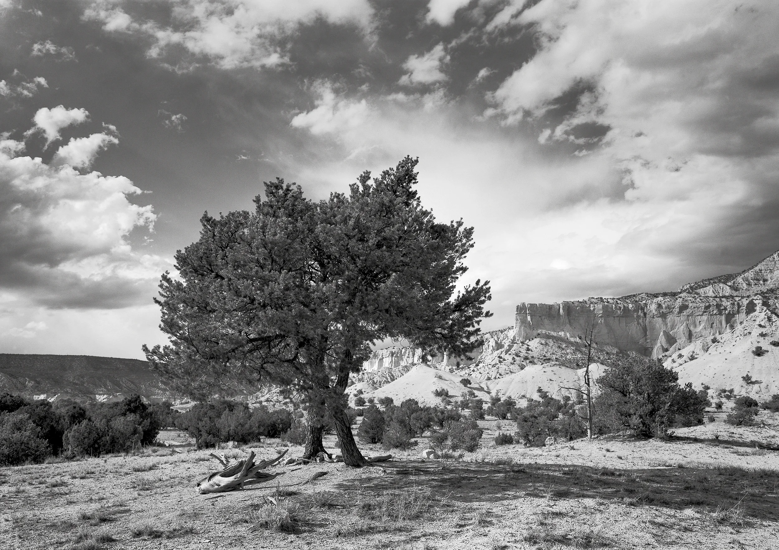 Twin Trees, Late Summer, Ghost Ranch, New Mexico, 2003