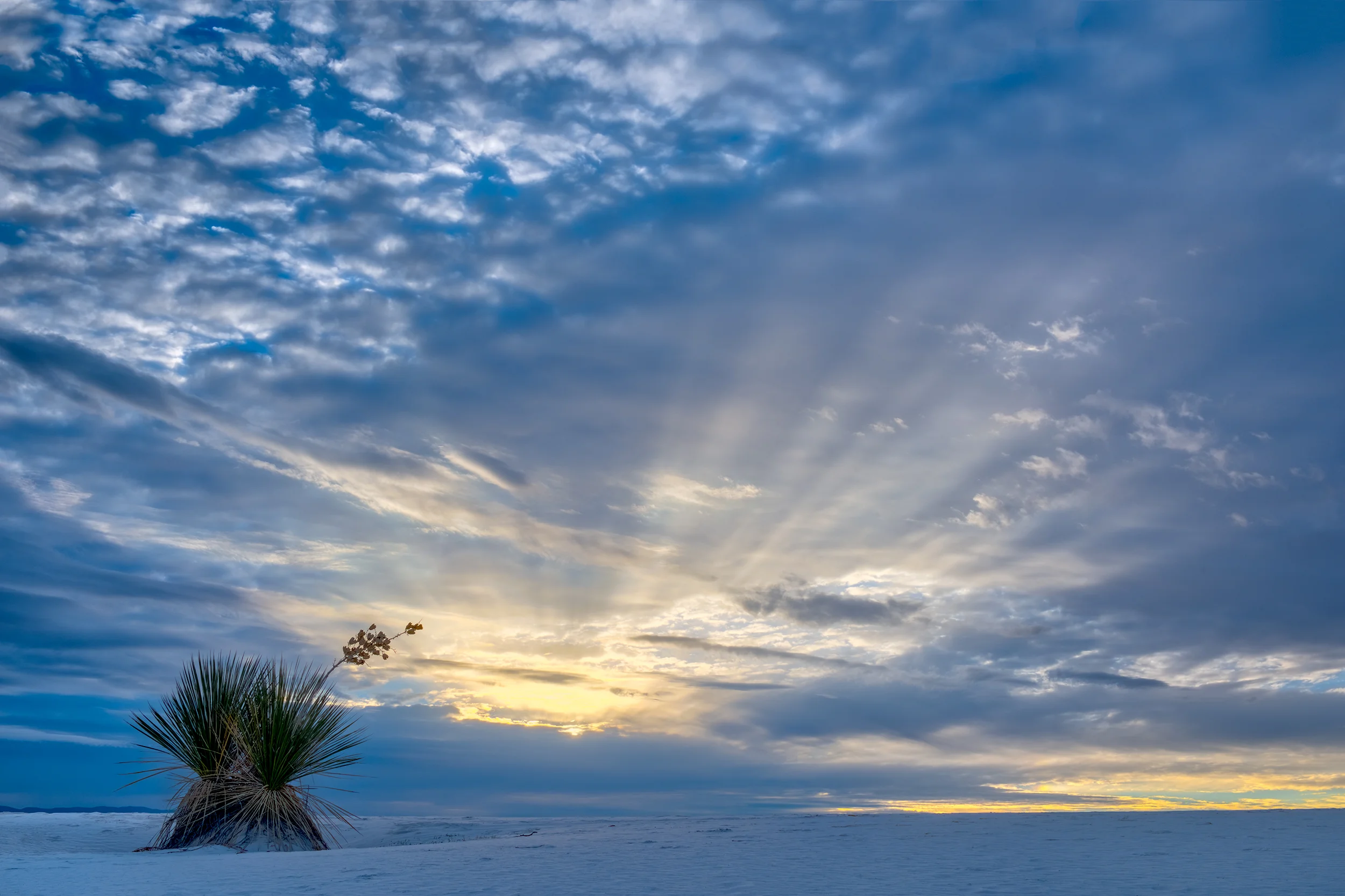 Yucca with Sun Rays, Autumn, White Sands National Monument, New Mexico