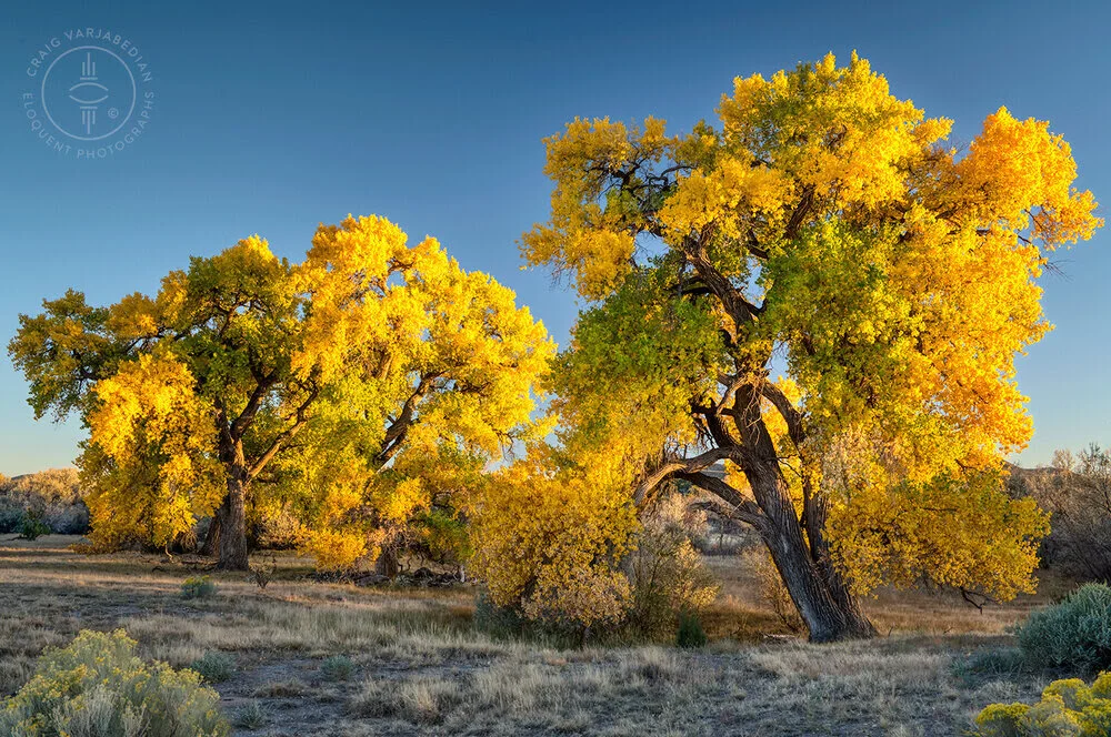 Cottonwood No. 7, (for Paul Cousins), Autumn, Nr. Santa Fe, New Mexico 2020.
