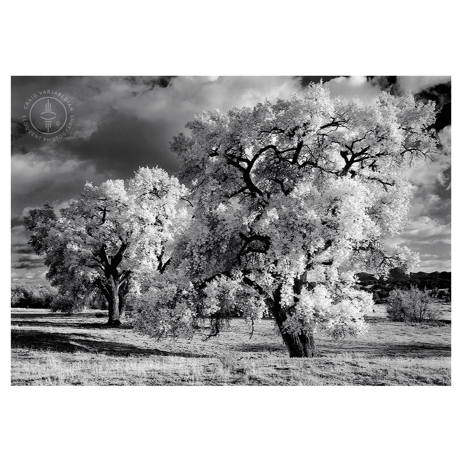 Cottonwood No5-IG.jpg