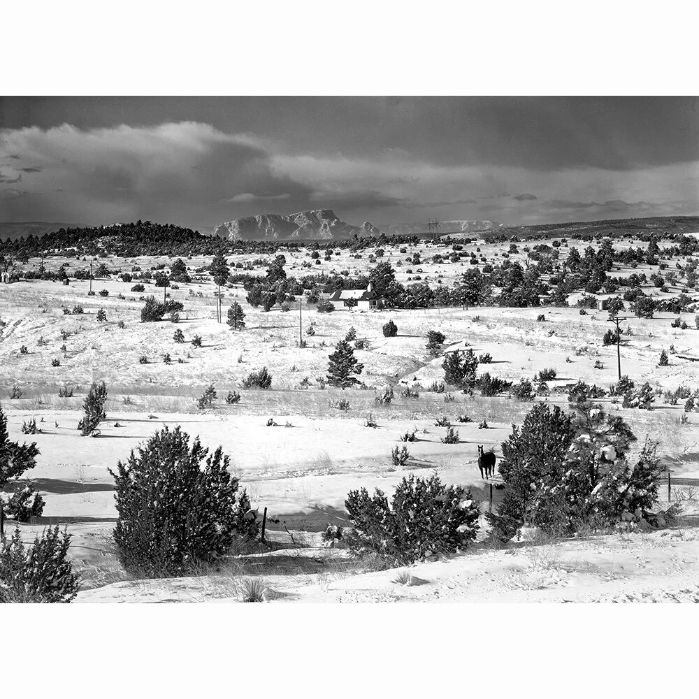Horse, snow,La Manga, NM copy.jpg