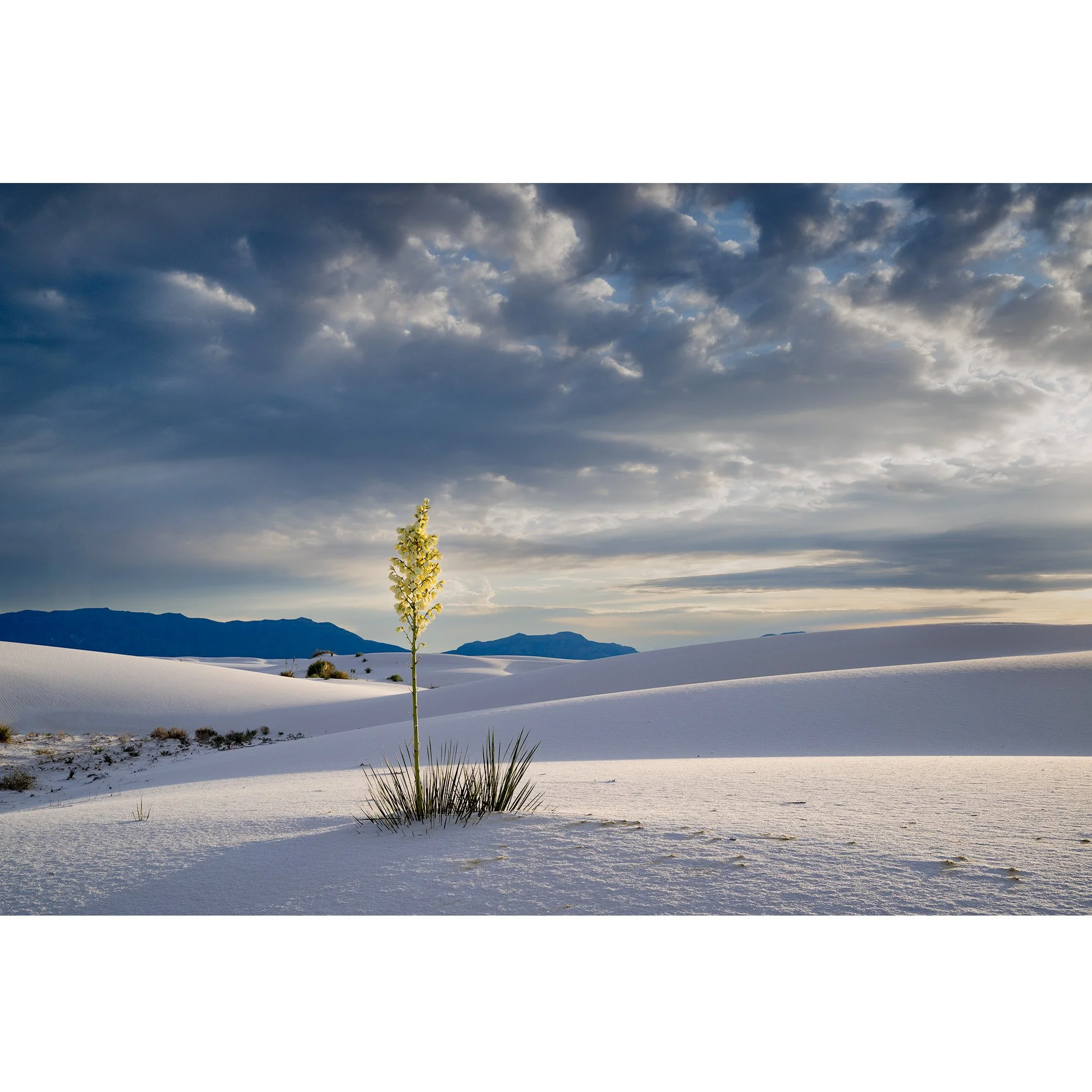 New Yucca Sunset_DSC2449-SQ.jpg
