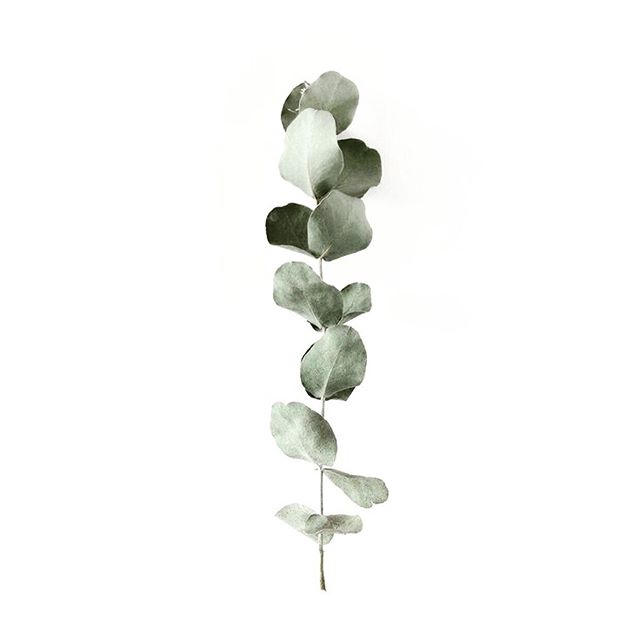 &bull;&bull;&bull;&gt;&gt;&gt; The simplicity of nature &amp; it&rsquo;s beauty amazes me. Somehow this eucalyptus branch looks so elegant. I try to replicate this when I&rsquo;m painting my guests hair. I never want it to look over done or unnatural