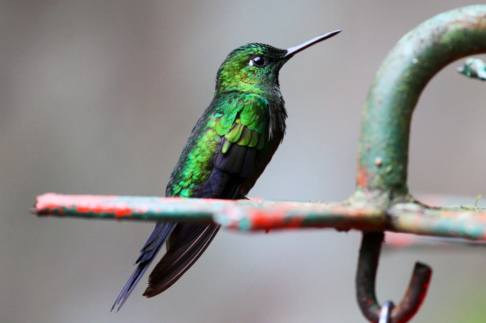 Mental Health and Startups