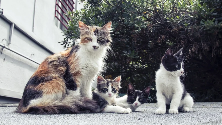 American Humane Association