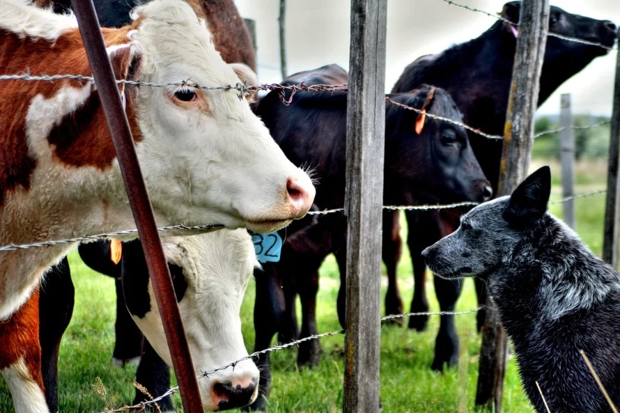 Animal Welfare Institute