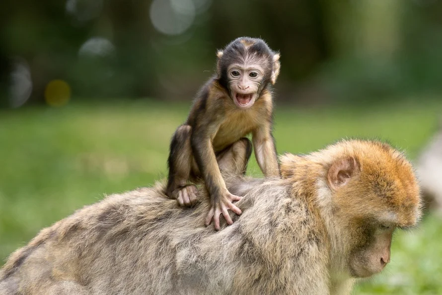 Friends of Animals