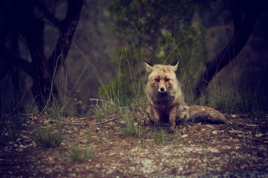 Wildlife Conservation Society