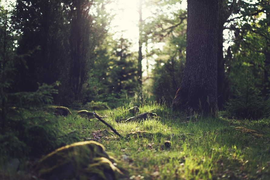 Conservation Fund