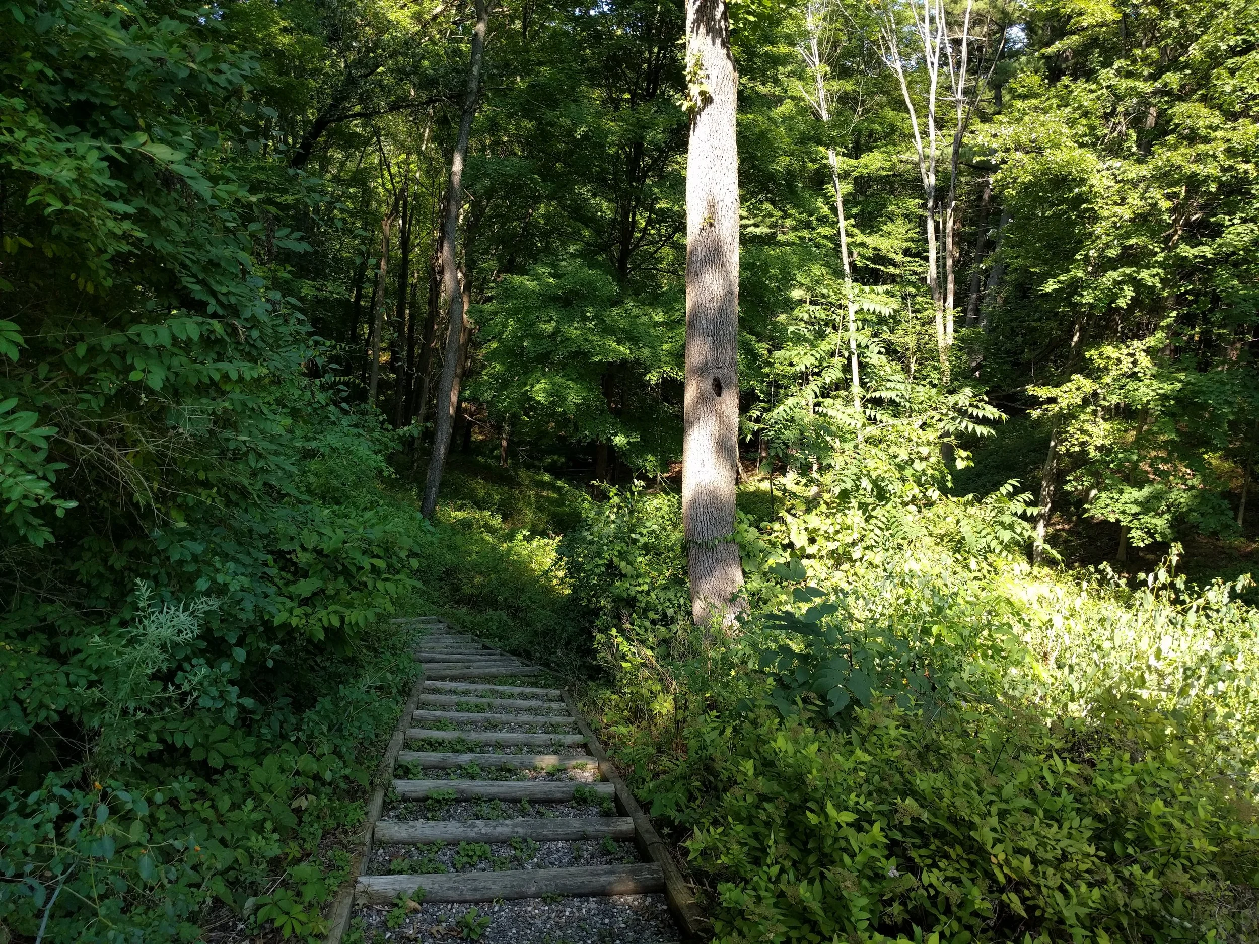 path.jpg