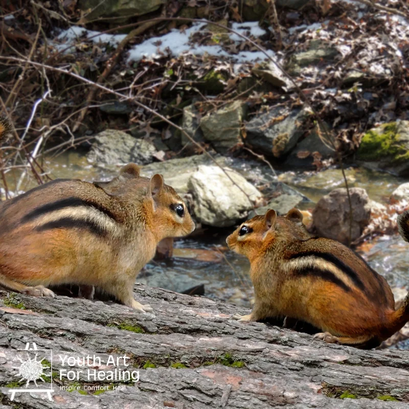 Melissa Edited Chipmunk.jpg