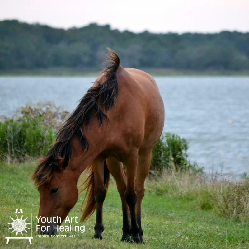 Sami Wright YAFH -- Horse on the Water.jpg