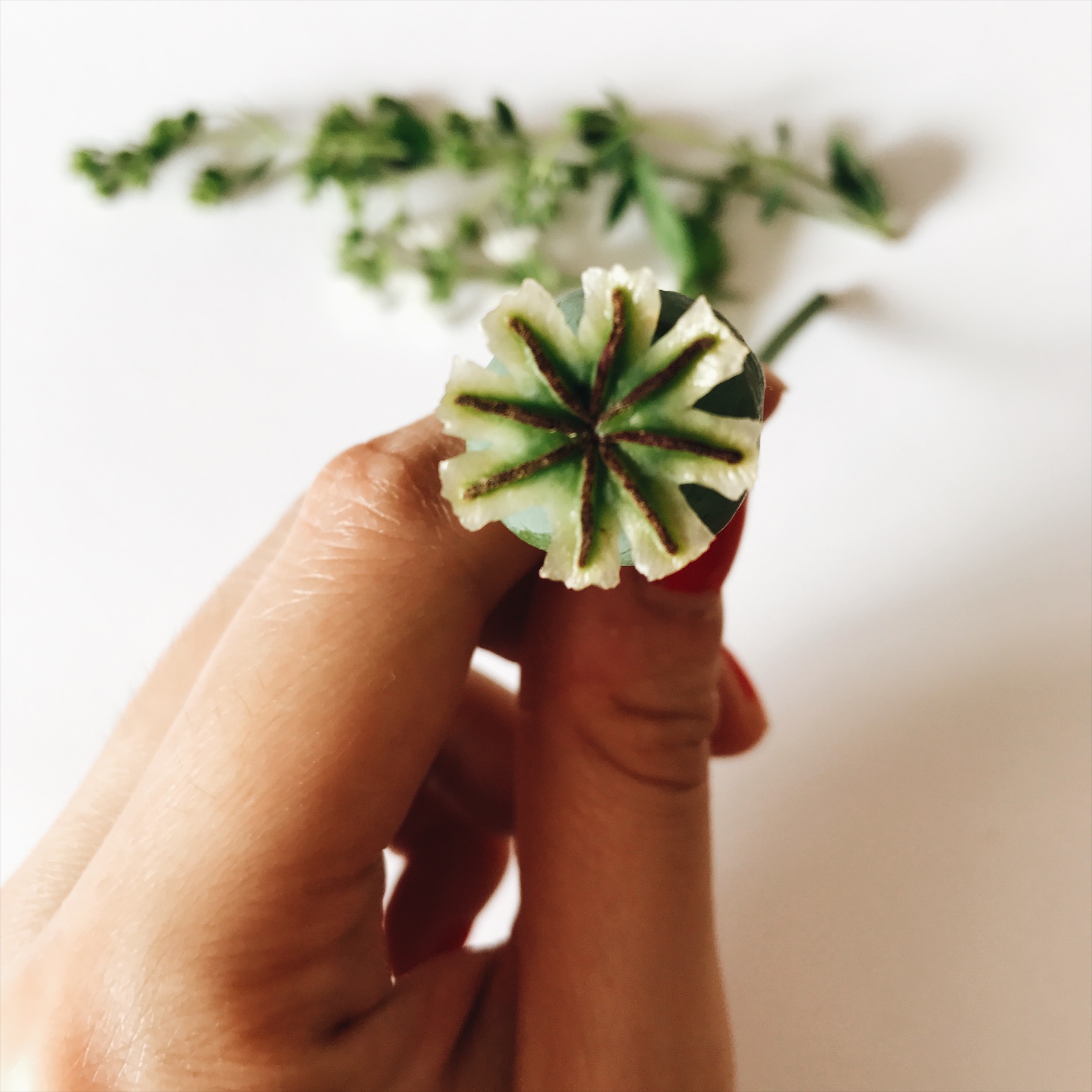 Featured flower: Peony poppy seed head