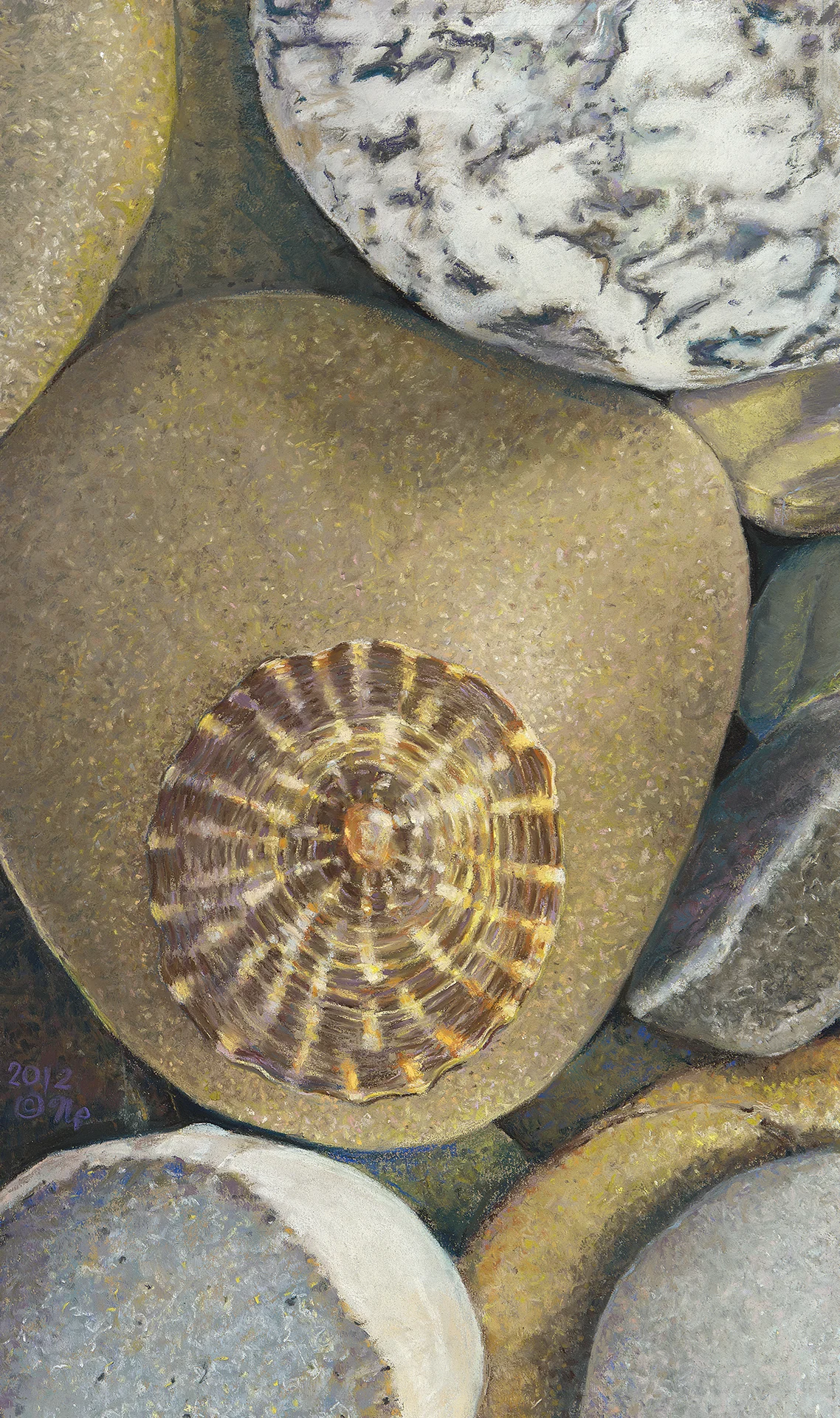 Limpet Shell - 21"x 14"