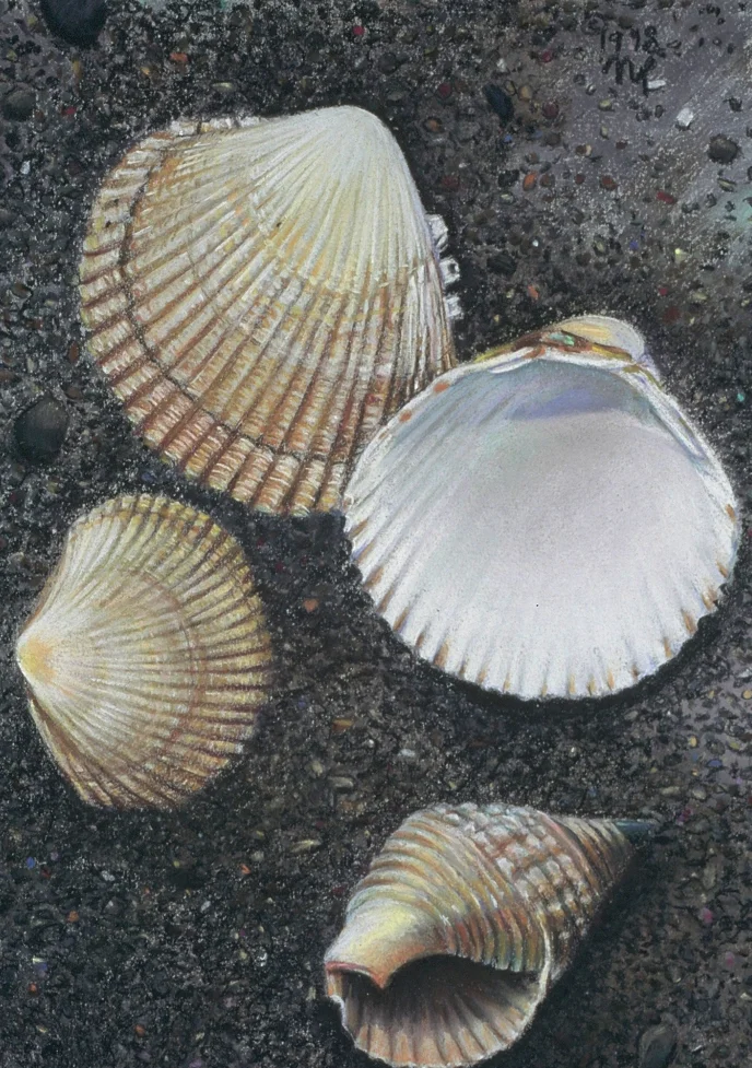 Four Shells - 17"x 13"