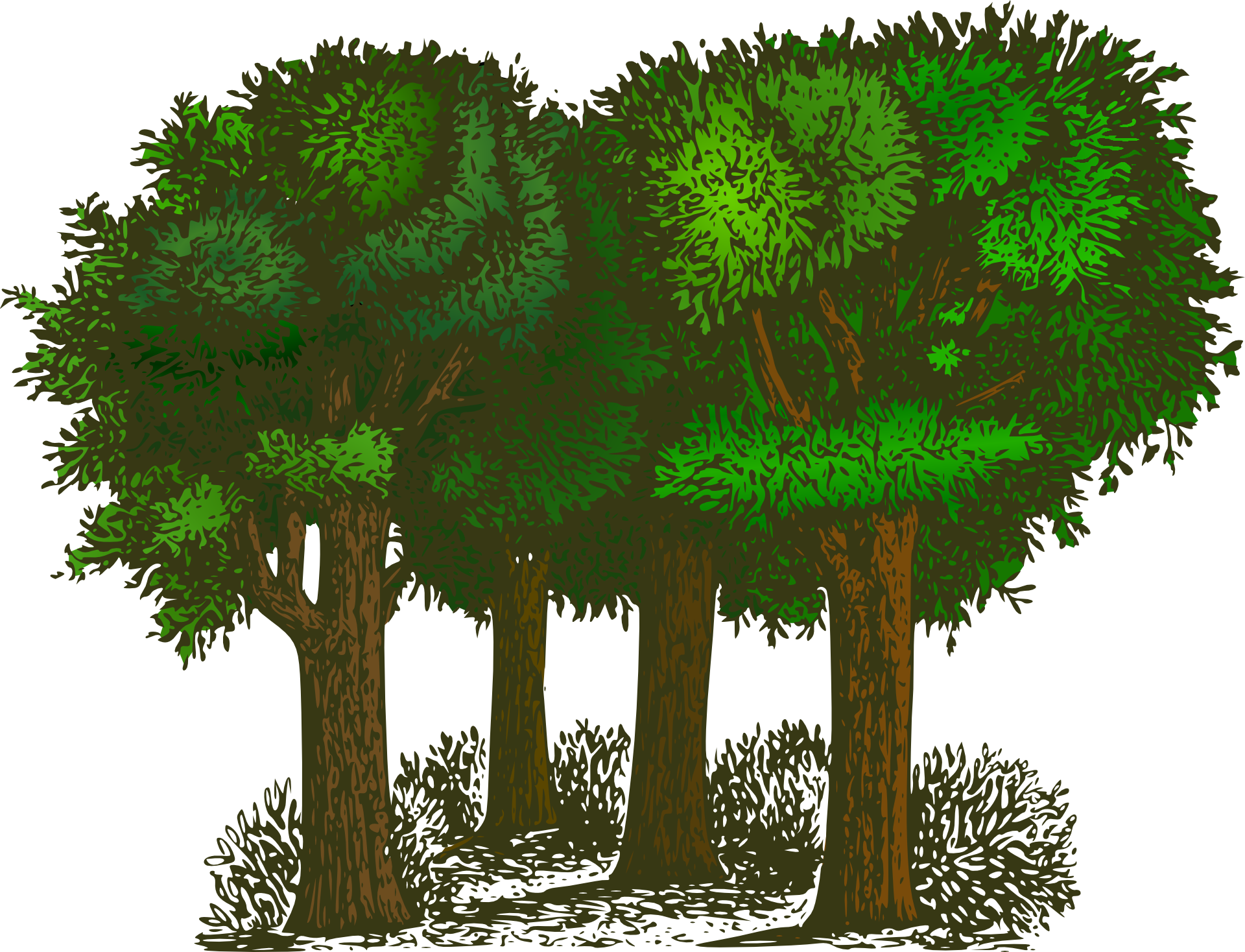 forest-148727.png